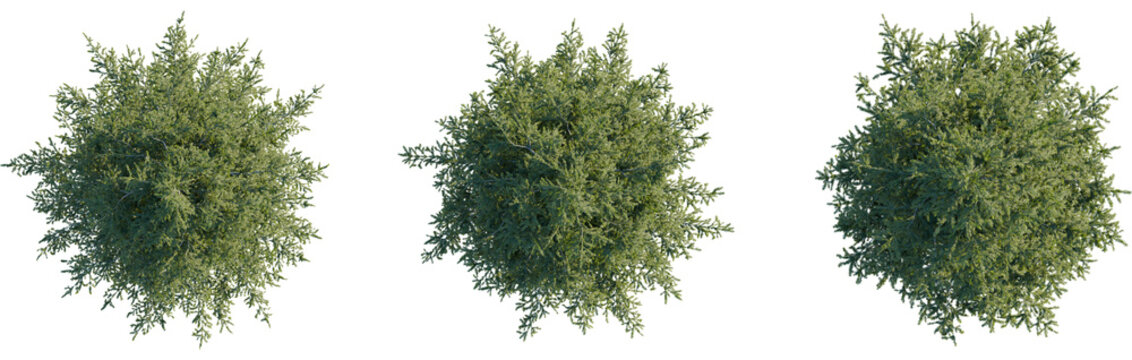 Picea abies tree plan, top view, cutout, transparent, cutout, isolate, Three detailed top view green trees isolated on black background for design