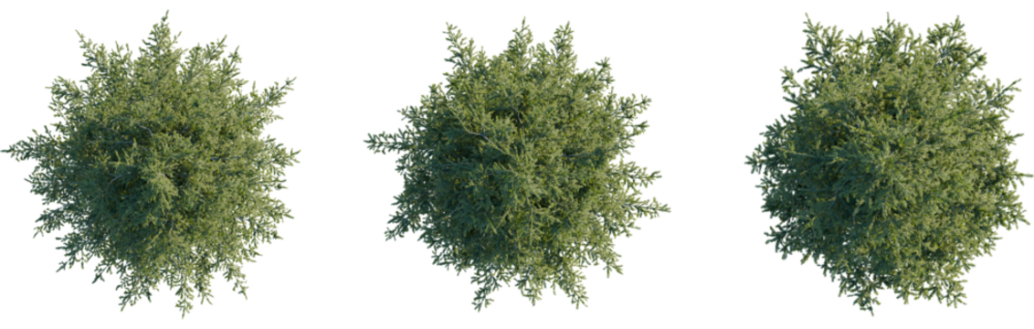 Picea abies tree plan, top view, cutout, transparent, cutout, isolate, Three detailed top view green trees isolated on black background for design - Powered by Adobe