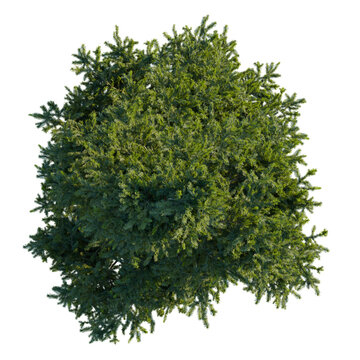 Picea orientalis tree plan, top view, cutout, transparent, cutout, isolate, Lush green coniferous tree canopy viewed directly from above isolated