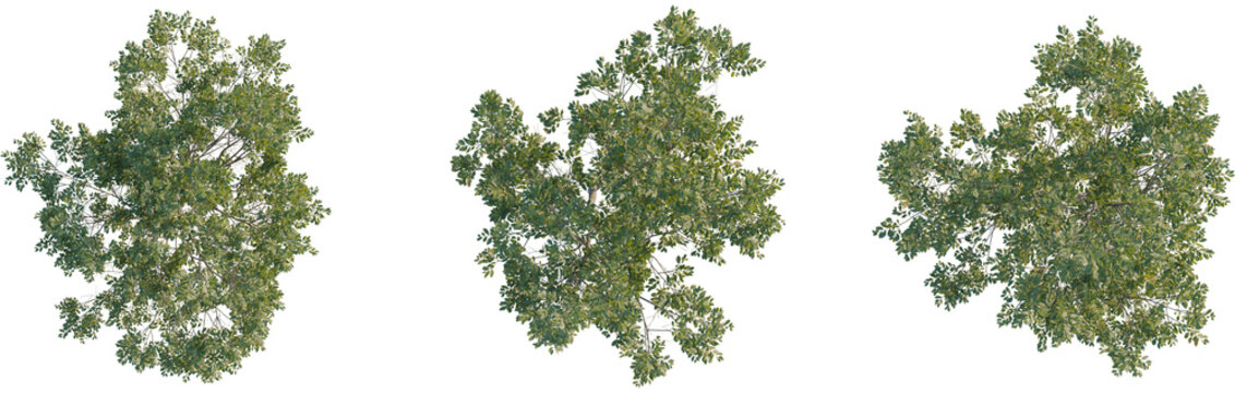 Ulmus pumila tree plan, top view, cutout, transparent, cutout, isolate, Three isolated green leafy trees viewed from directly above for design