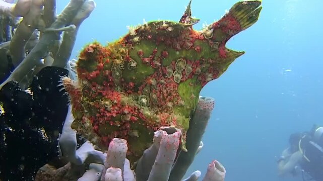 Observe a well-camouflaged giant frogfish comfortably perched on vibrant coral in the warm waters of Indonesia. A diver can be seen in the background enjoying the underwater marvels of nature.