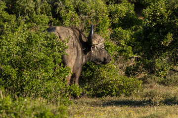 Wild lebendes Nyala im Addo National Park in S&uuml;dafrika