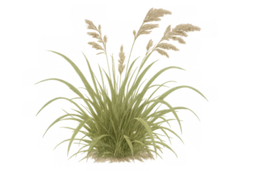 Pampas grass plant featuring tall, slender green leaves and soft, feathery seed plumes, providing decorative nature element