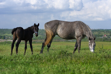 Fototapeta premium A mother and her foal in a green pasture under a cloudy sky. Family ties and the beauty of nature.