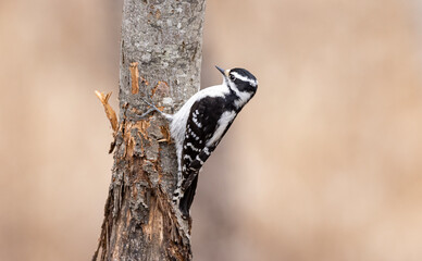 Female downy woodpecker