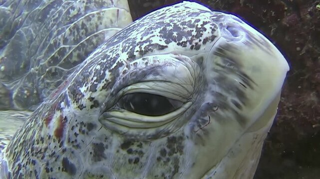 Captured in Indonesia near Sipadan Island, a majestic green sea turtle blinks its eye slowly, revealing ancient wisdom as it rests near the ocean floor.