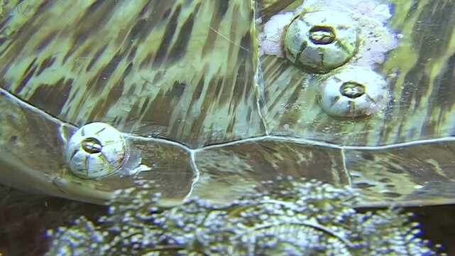A close view shows the turtle's patterned shell with barnacles attached. This Chelonia mydas swims in the warm, clear waters off Sipadan Island in Indonesia.