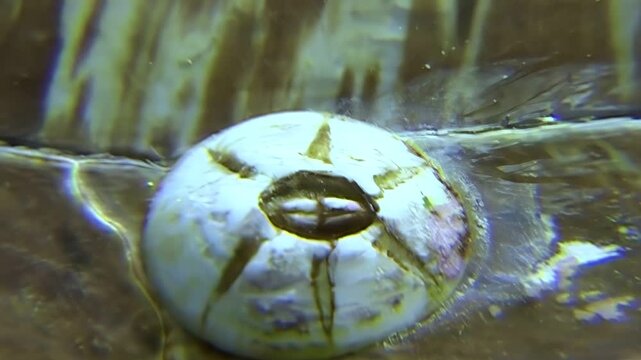 Closeup of barnacles attached to the shell of a Green Sea Turtle in the waters surrounding Sipadan Island, Indonesia. The symbiotic relationship is observed.