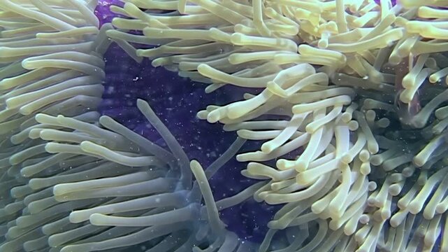 Delicate anemones sway in the gentle currents around Sipadan Island, Indonesia. A pink anemonefish hides within the tentacles, creating a captivating underwater ballet. This is a vibrant ecosystem.