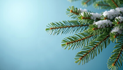 Obraz premium Snow-dusted pine branches against light blue background with soft focus