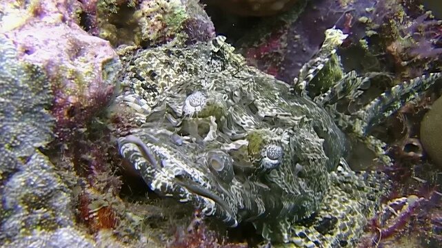 A well-camouflaged stonefish rests among the coral reef in Sipadan, Indonesia. Observe the fish's incredible camouflage during the day as it lies motionless, waiting for prey.