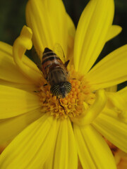 The band-eyed drone fly (Eristalinus taeniops), female feeding on a yellow daisy