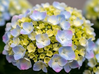 Close up of a beautiful blooming hydrangea flower with delicate purple and green petals