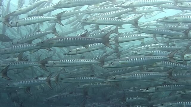 Experience the mesmerizing dance of a massive school of barracuda off the shores of Sipadan Island, Indonesia. Watch as they swirl and glide, creating an unforgettable underwater ballet.