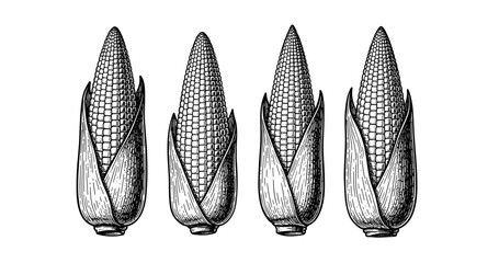 Vintage hand-drawn corn illustrations – four detailed sketches of ears of corn