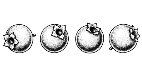 Vintage black and white illustration of four gooseberries in a row