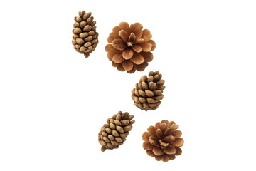 Pine cone collection for autumn, winter, or christmas seasonal decoration with transparent background