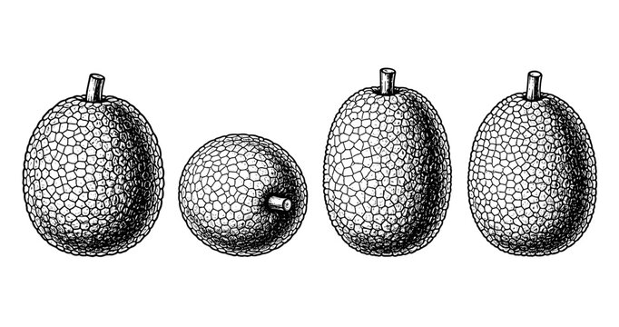 Detailed black and white line art of four breadfruit in different perspectives