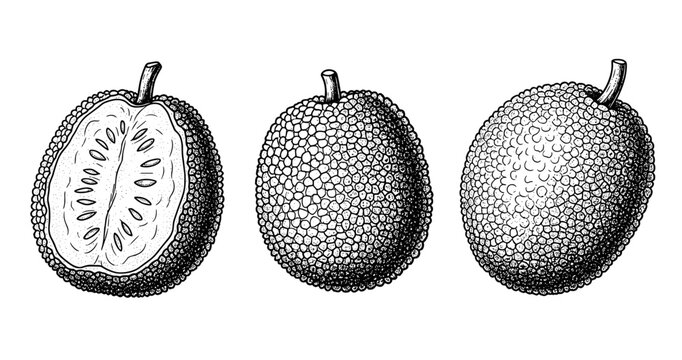 Detailed black and white illustration of three breadfruits