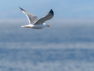 Yellow-legged Gull in flight over the Atlantic Ocean