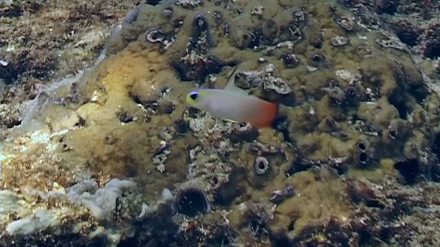 Experience the underwater beauty. Observe darting fire gobies as they navigate the intricate coral reef ecosystem near Papua New Guinea during daylight hours.
