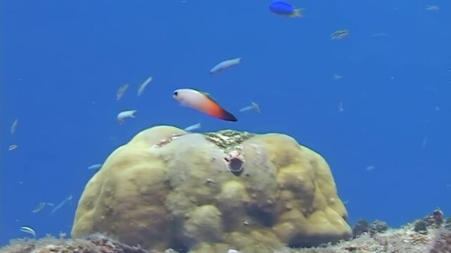 A colorful dartfish hovers gracefully above a coral head. Small reef fish swim nearby in the clear blue waters of West Papua, Indonesia. A serene morning under the sea.