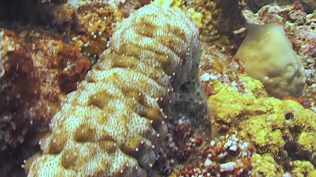 Behold a fascinating sea cucumber moving slowly along the reef. This echinoderm makes its home amongst the colorful coral of Papua New Guinea and Indonesia's underwater landscape.