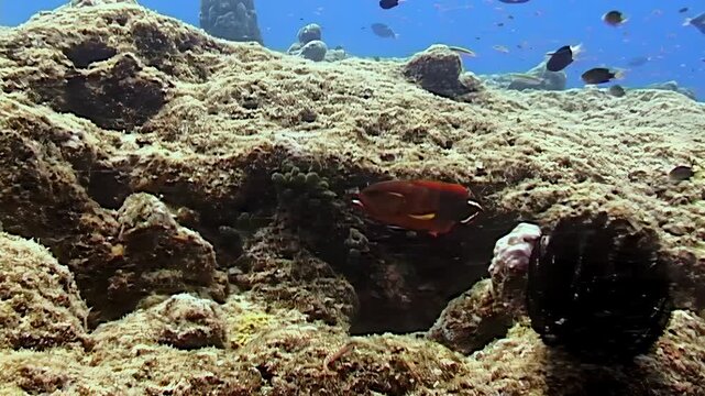 A beautiful, reddish-brown grouper swims amongst the corals in the clear blue waters near Raja Ampat, Indonesia. Other fish flit about in the background.