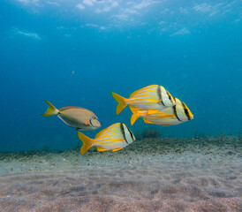 school of fish swimming in ocean