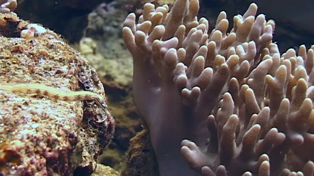 A Dragonface Pipefish moves slowly along a rock face, close to finger coral. This cryptic creature blends seamlessly into its marine environment in Papua New Guinea.