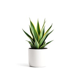 Snake plant sansevieria trifasciata in white pot indoor houseplant air purifier plant home decor minimal style