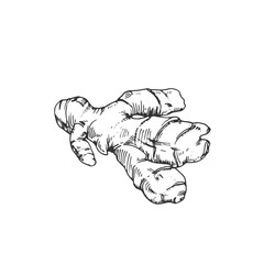 Ginger root vector illustration, hand-drawn in ink. Graphic sketch isolated on white background. Element for menu design, recipes, and section labels.