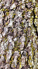 Fototapeta premium Bark texture of an aged Judas tree (Cercis siliquastrum) as a natural background for design works