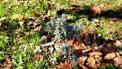 An emerging seedling of lavender (Lavandula) in a garden in autumn in the Mediterranean basin