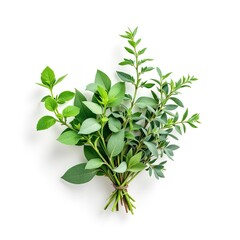 Fresh oregano herbs bunch aromatic culinary ingredient cooking seasoning on white background isolated closeup