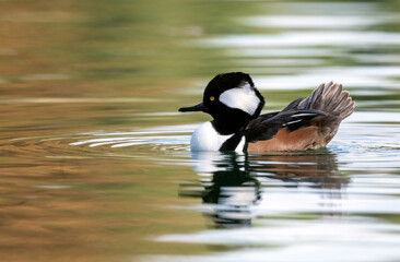 Hooded merganser swimming calmly in beautiful water with reflections