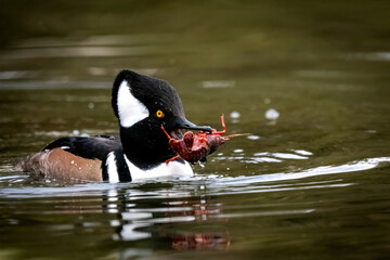 Hooded merganser with a large crayfish after a successful hunt