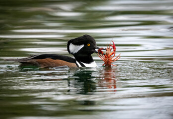 Hooded merganser with a large crayfish after a successful hunt,