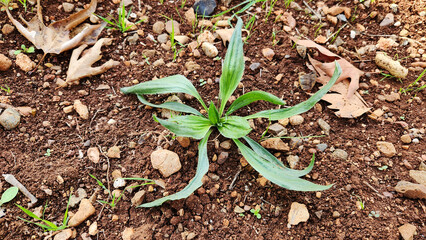A seedling, likely Ribwort plantain (Plantago lanceolata), growing in the Eastern Mediterranean following recent rain in mid-December