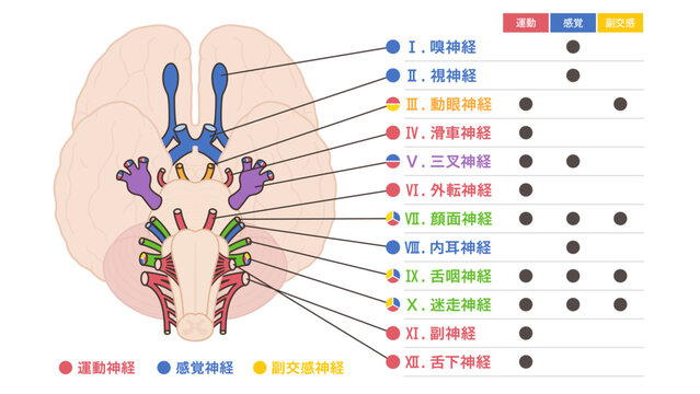 12脳神経を運動神経と感覚神経と副交感神経で色分けしたイラスト