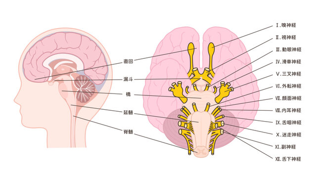 12脳神経と正中矢状断のイラスト