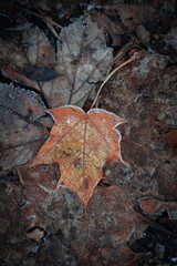 Fallen maple leaf in autumn covered in frost