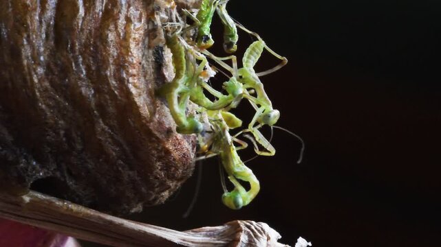 mantis just borns,  Mantis Nymph, Hierodula transcaucasica,   close-up,  Mantis religiosa, Mantoidea, Green,  insect,  predator,  cruel, clean paws, raptatory paws,  female,  on ooteca