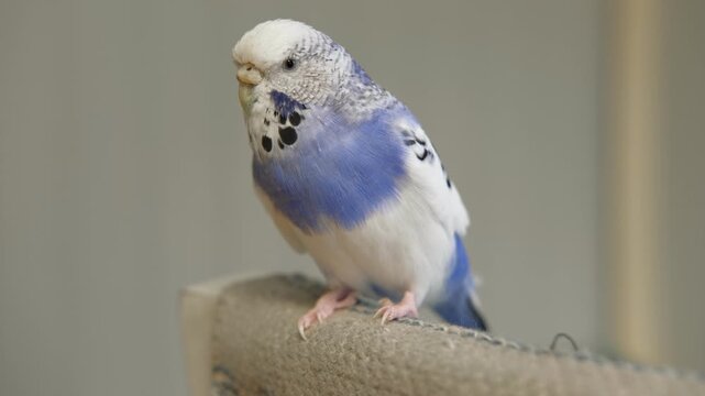Blue white budgie perched on armrest, quiet indoor portrait of tame parakeet showcasing speckled plumage and delicate beak, soft neutral background, closeup resting pose conveying companion bird vibe