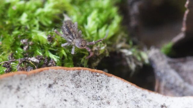 springtail in Elba island, Orchesella sp., collembola,   springtail, insect, small, on the ground, Elba Island, Livorno, Italy