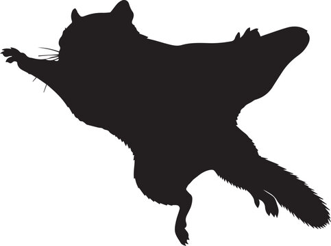 Silhouette of a flying squirrel gliding through the air
