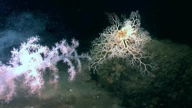 Witness the mesmerizing dance of Gorgonocephalus eucnemis, the Gorgon's Head brittle star. Its branched arms unfurl slowly, capturing food particles in the dark depths of the ocean during nighttime.