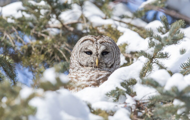 Barred Owl