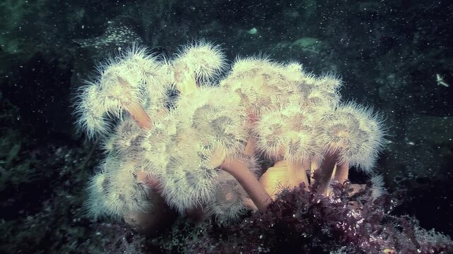 A Metridium senile colony sways gently in the cold Arctic currents. These sea anemones create a fascinating underwater forest, showcasing the beauty of marine life in harsh environments.