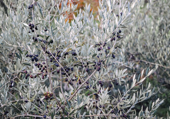 Olive harvest